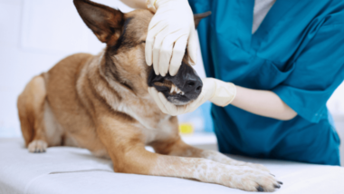 servicios limpieza dental clínica veterinaria faycan mallorca