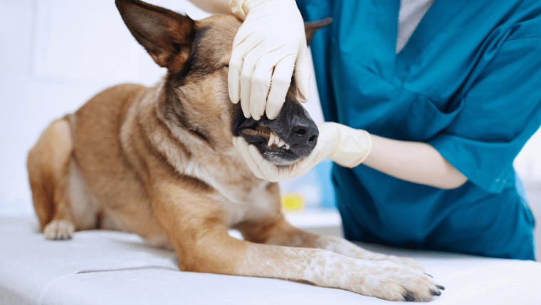 servicios limpieza dental clínica veterinaria faycan mallorca