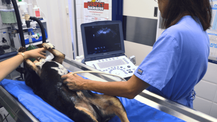 servicio diagnóstico por imagen clínica veterinaria faycan mallorca